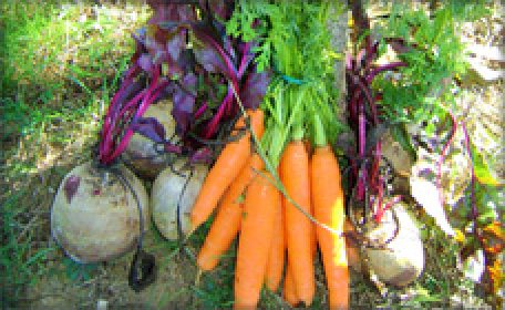 carotte celeri betterave